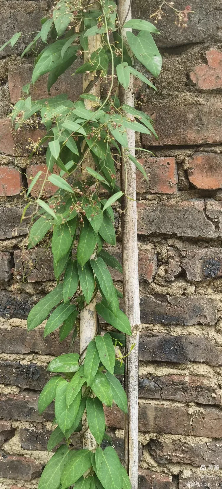 植物观赏 娃儿藤,土名五重瓦,老君须,别名七层楼